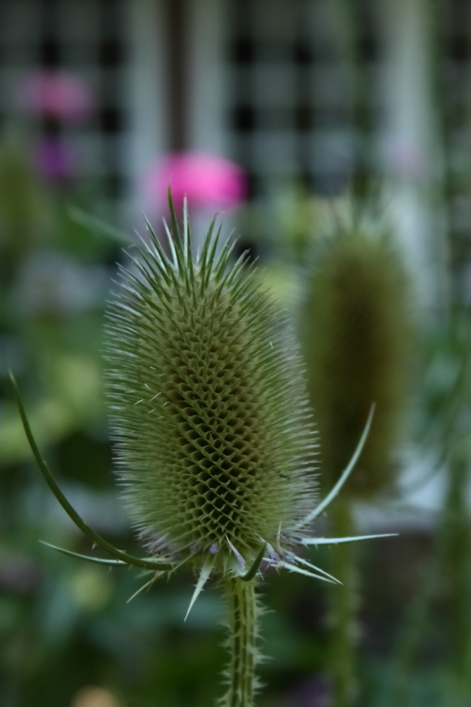 2011 07 30 IMG 34722